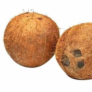 Whole Pulp Matured Semi Husked Coconuts