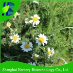 Wholesale detox slim tea for health tonic, flower tea, chamomile tea