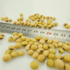 Wholesale Dried Yellow Soybean / Soya Seeds
