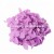 Import Wholesale Fresh Cut Purple Flower Preserved Eternal Hydrangea from China