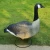 Import Wholesale hunting goose decoy garden decorative goose from China