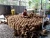 Import Wholesale 100% Natural Brown Coconut Shell Raw Full Size For Charcoal Material MS KATHY +84 896650714 from China