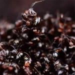 Wild Dried whole Red Ants from Changbai mountains for traditional medicine