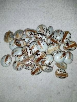 Castor Bean (White & Brown Seeds)