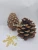 Import Pine Nut Kernels from Republic of Türkiye