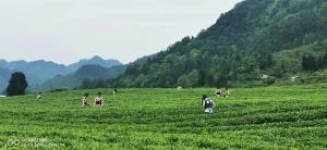 Pure Green Tea Powder