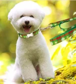 Christmas Dog Leash Christmas pet leash, Xmas pet leash,2021 new design