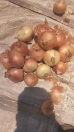 Gold onions