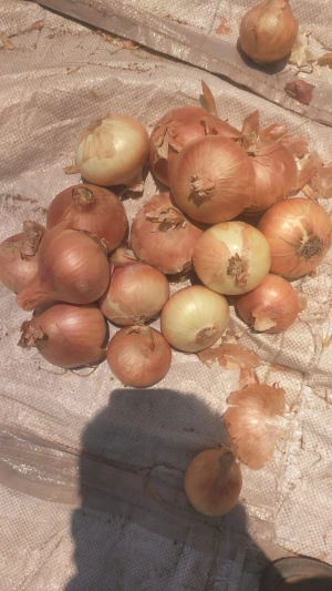 Gold onions