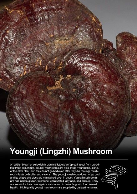 Where To Buy Reishi Mushroom Near Me