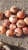 Import Gold onions from Egypt