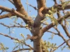 Premium Quality Acacia (Lekkerruikpeul/Gum Arabic Tree) Longs