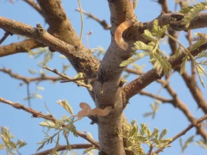 Premium Quality Acacia (Lekkerruikpeul/Gum Arabic Tree) Longs