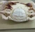 Import Fresh Live Blue Swimming Blue Crab For Sale / Frozen Blue Swimming Crab For Sale from Norway