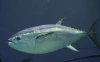 High Qualtity Bluefin Tuna