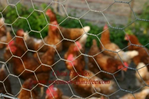 Chicken Wire - Hexagonal Wire Mesh Manufacturer