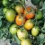 Import T190 Hybrid Semi Determinate Saladette Type Tomato from China