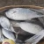 Import FROZEN SKIPJACK TUNA WHOLE ROUND from USA