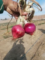red onion