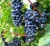 Import Black Grapes from India