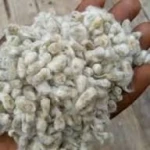 🌱 Cotton seeds, 🌾 Cotton seed hulls