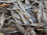 Best Quality Fresh Harvested Fish in Wholesale