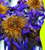 Sri lanka Dried Blue Water Lily Flowers Herbal Tea