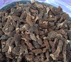 Premium Dried Morel Gucchi Mushrooms - Small Size for Intense Flavor and Health Benefits