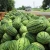 Import Dried Hulled Watermelon seeds for sale from South Africa