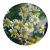 Import Chamomile Extract from China