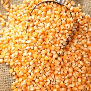 Premium High Quality Yellow Corn Maize Grains for Animal Feed