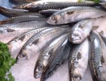 Mackerel Fish