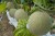 Import Muskmelon from China