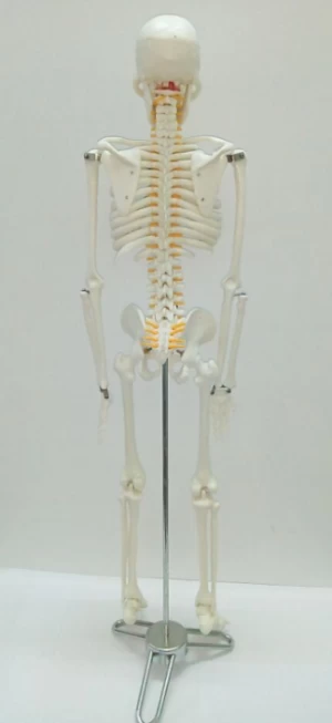 Anatomy Full Body Anatomical Skeleton with Spinal Nerve 85CM