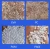 Import PVDF Polyvinylidene Fluoride Resin Powder Virgin Grade, High Purity, for Lithium Battery Binder & Water Treatment from China