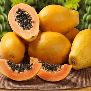100% Best High Premium Quality India Origin Fresh Papaya