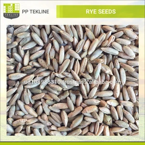 100% Natural and Pure Winter Rye / Rye Grain