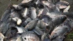 100% Natural Fresh Frozen Tilapia Fish