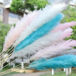 150cm Colorful  dried pampas grass / wedding dry flowers preserved decorative dried artificial flowers for home decoration