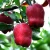 Import 2015 fresh apple fruit-Tianshui Huaniu apple from China