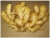 Import 2018 new crop fresh ginger from China