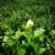 2020 good quality 100% New nature  Herb Blooming Tea Jasmine