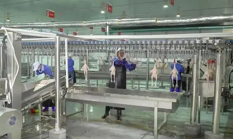 Buy 2500bph Hala Chicken Slaughtering Machine Line from Zhucheng Degui ...