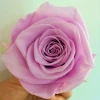 5-6CM Light Purple Preserved Fresh Roses Flowers for Home Decoration