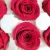 Import A Grade preservedl flower preserved roses preserved fresh rose head for Decoration from China