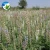 Import Beautiful Lupine Lupinus Cut Flower Seedlings, High Sprouting Rate White Lupin Flower Seedlings For Garden from China