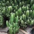 Import Beautiful Natural Plants Outdoor Indoor Cactus Fairy Castle Bonsai Mini Small Big Size from China