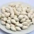 Import Best Price dried Quality Ginkgo Nuts For Sale wholesale from South Africa