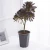 Import Best selling white plastic flower pot/ plant pot vase/ garden succulent pot from China