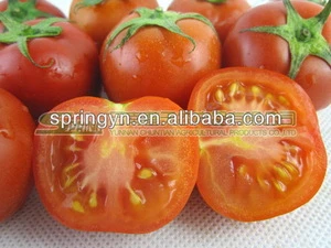 cheap fresh tomatoes lowest price in market